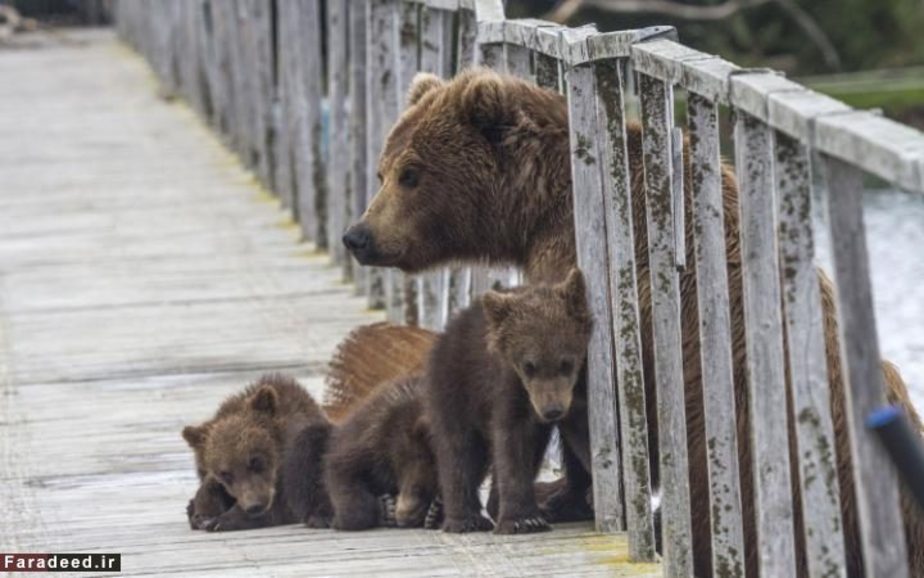 توله خرس‌های قهوه‌ای در انتظار برگشتن مادرشان از ماهیگیری؛ کامچاتکا، روسیه