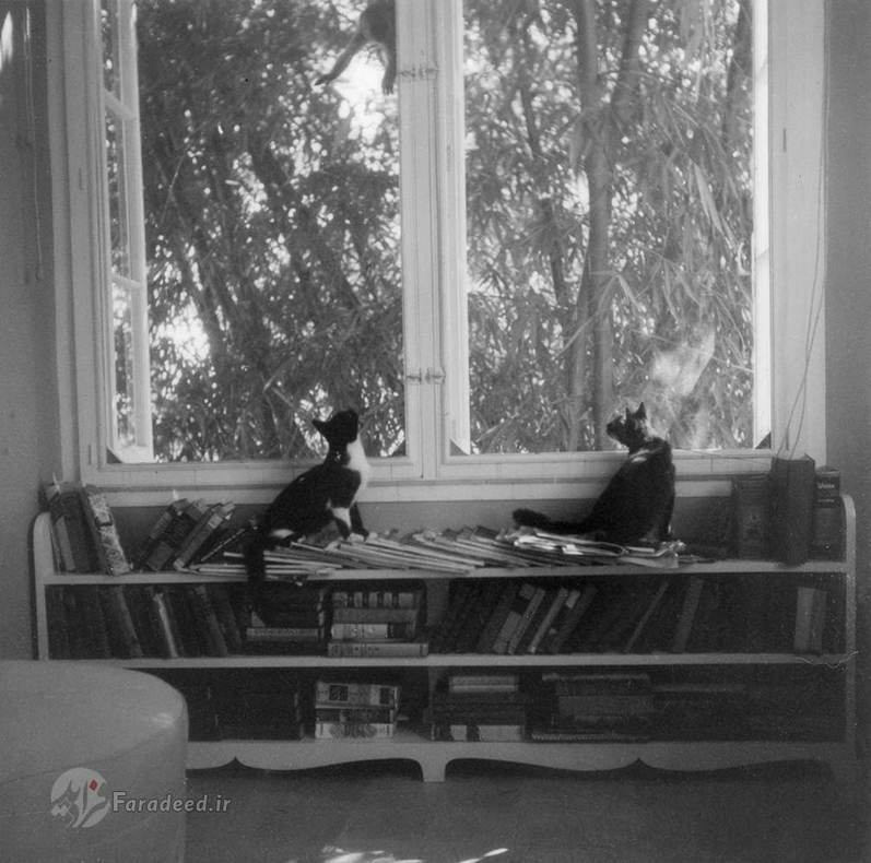 دو گربه همینگوی در حال تماشای میمون پشت پنجره