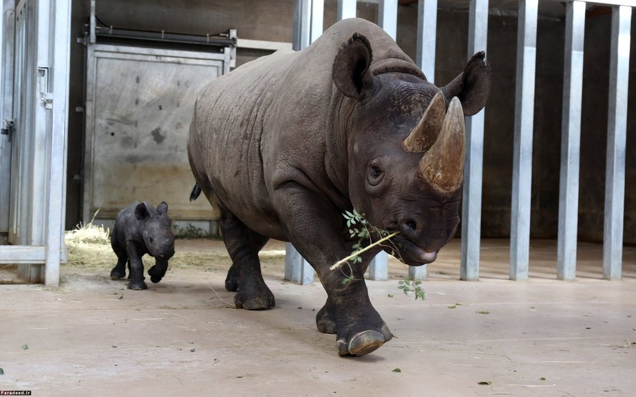 کرگدن و بچه‌اش در باغ‌وحش دس مونس