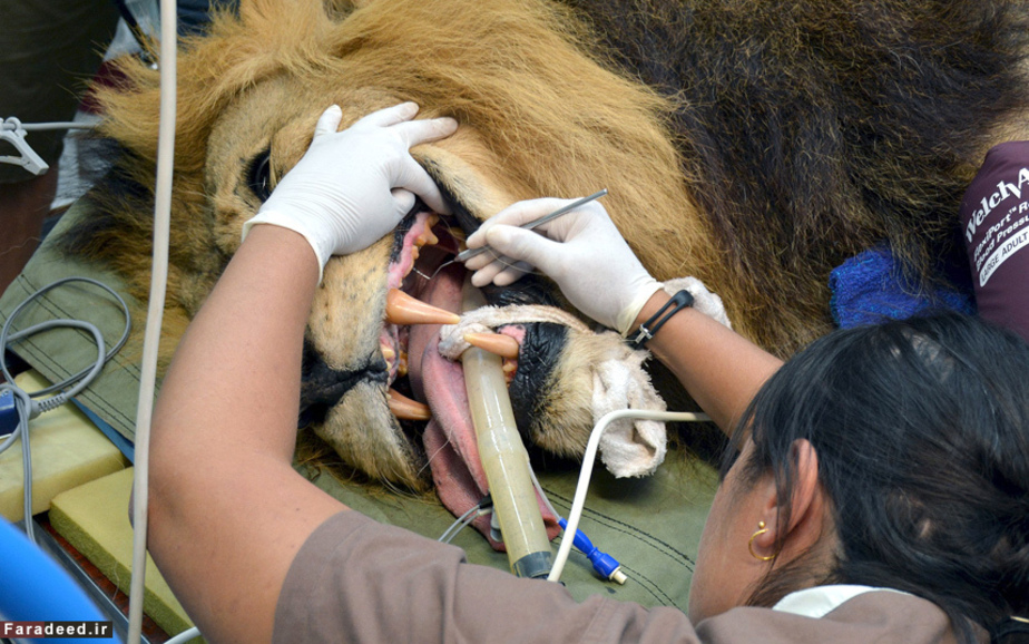 چک آپ سالانه شیر آفریقایی