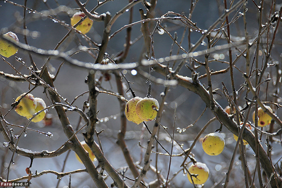 سیب های لبانی یخ زده