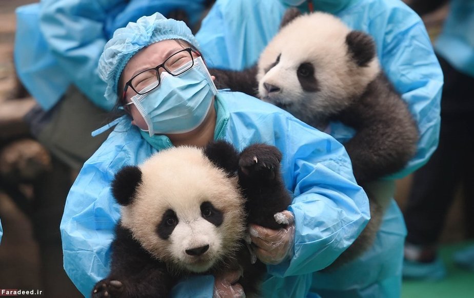 پانداها در جشن سال نوی چینی