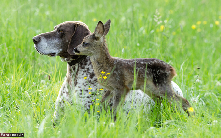 بچه نوپای آهو در کنار یک سگ شکاری در بایرن آلمان
