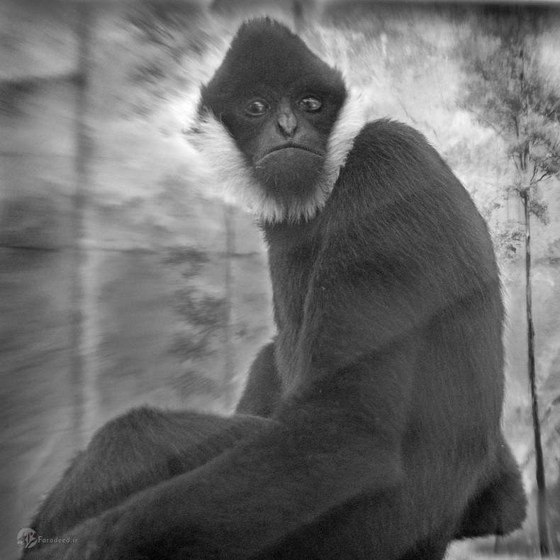 جیمی: گیبونِ گونه سفید، لندن