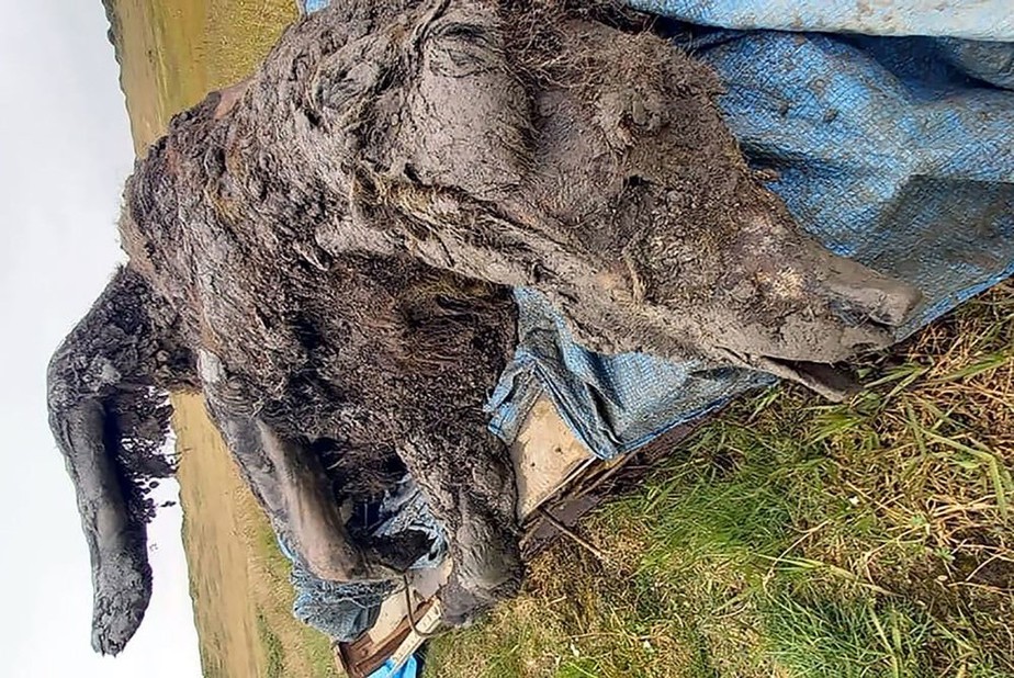 لاشه خرس باستانی به قدمت 39500 هزار سال در یاکوتیا