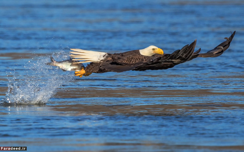 شکار ماهی توسط عقاب ایالت مریلند آمریکا