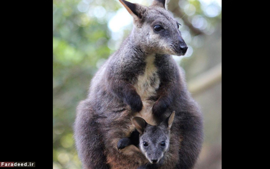 کانگورو و بچه‌اش در باغ‌وحش سیدنی استرالیا