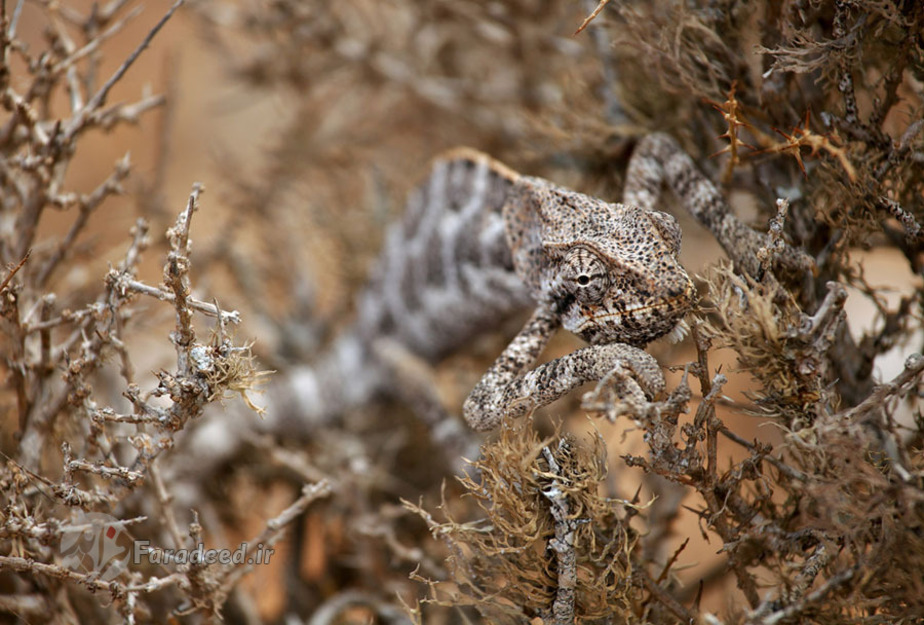 هم رنگ شدنی گونه ای از آفتاب پرست‌ها با پوشش گیاهی منطقه 