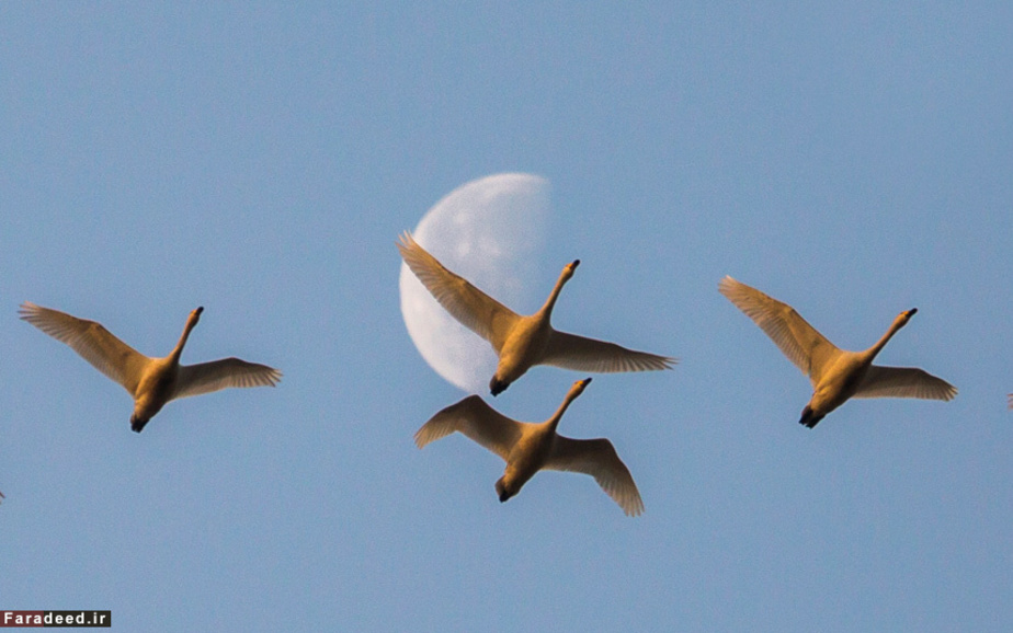 پرواز قوها در آسمان؛ ژانگژی، چین