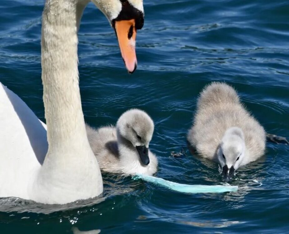 چالش دو بچه قو با ماسک در حال شنا کردن 