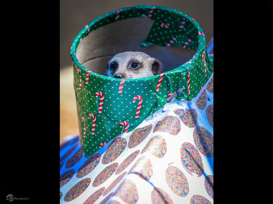 میرکت با وسایل کریسمس در استرالیا