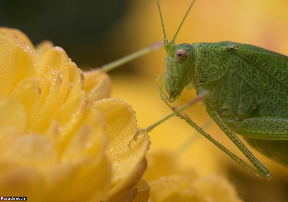 ملخ نشسته مقابل گل؛ فرایبورگ، آلمان