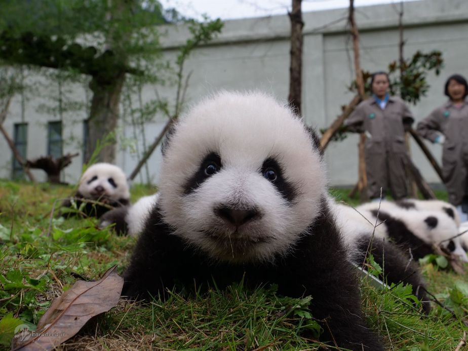 چین| یک توله پاندا که بر روی زمین در یک مرکز حفاظت و پژوهش در شهرستان ونچوان دراز کشیده است