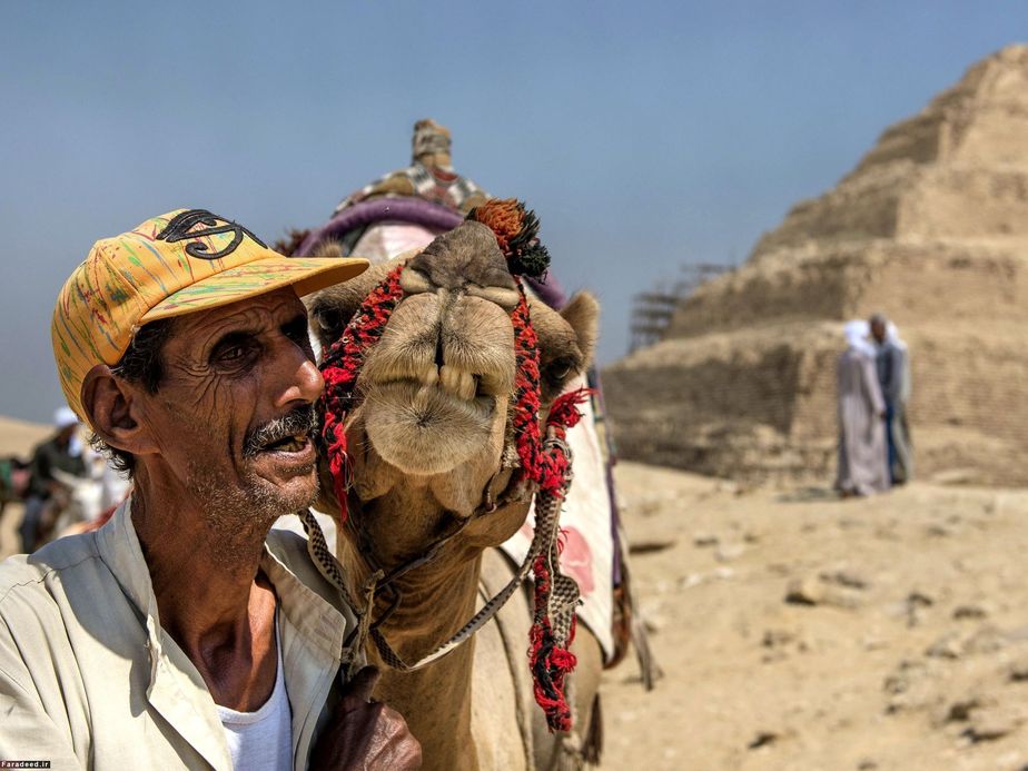 شتر و شتربان در مصر