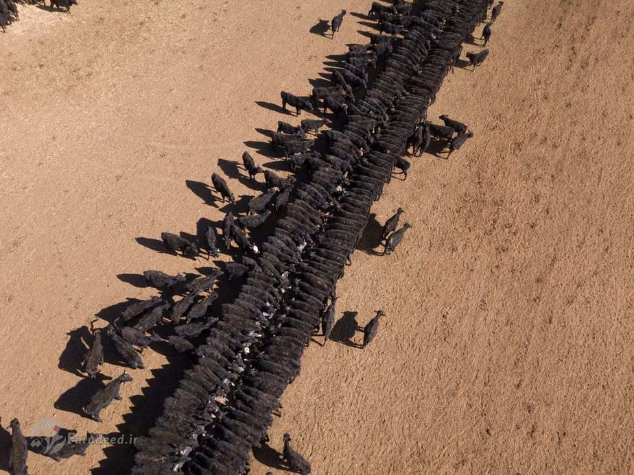 عکسی هوایی از گاوداری و زمینهای خشک اطراف