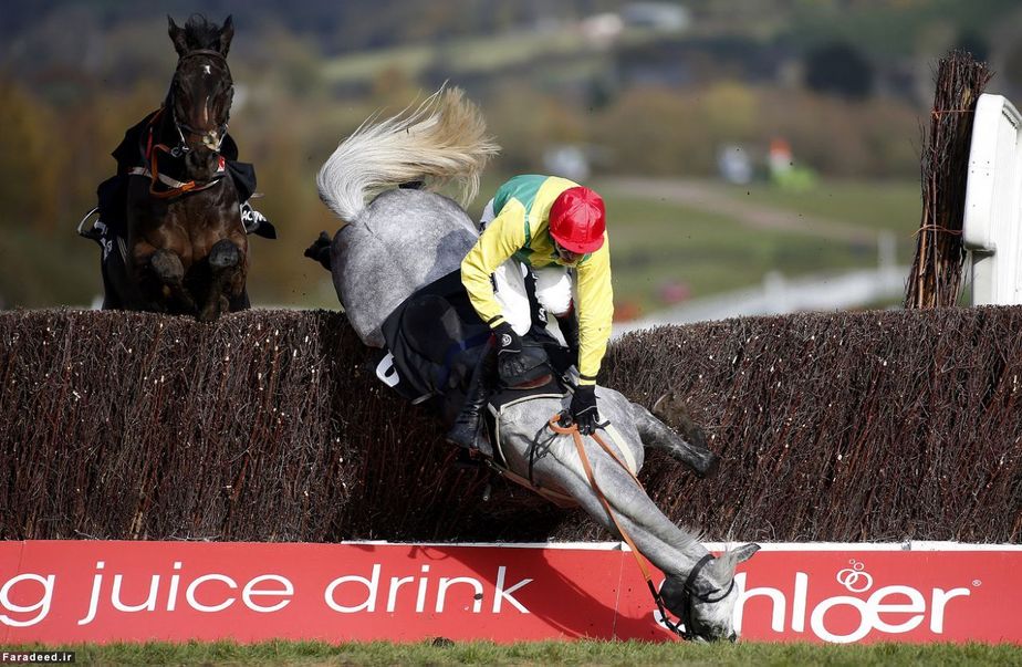 سقوط در مسابقه اسب‌سواری چلتنهام