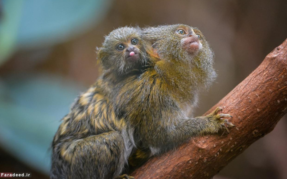 بوزینه آمریکایی در باغ وحش چستر