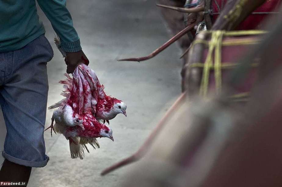 جشنواره در معبد گاواتی در هند