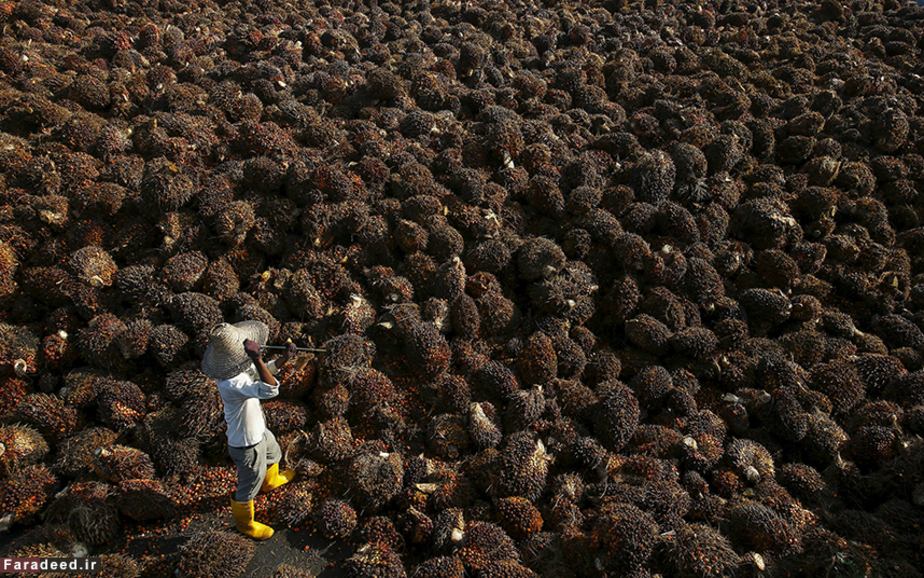 کارگر کارگاه تولید روغن هسته خرما؛ بیرون از کوالالامپور REUTERS/