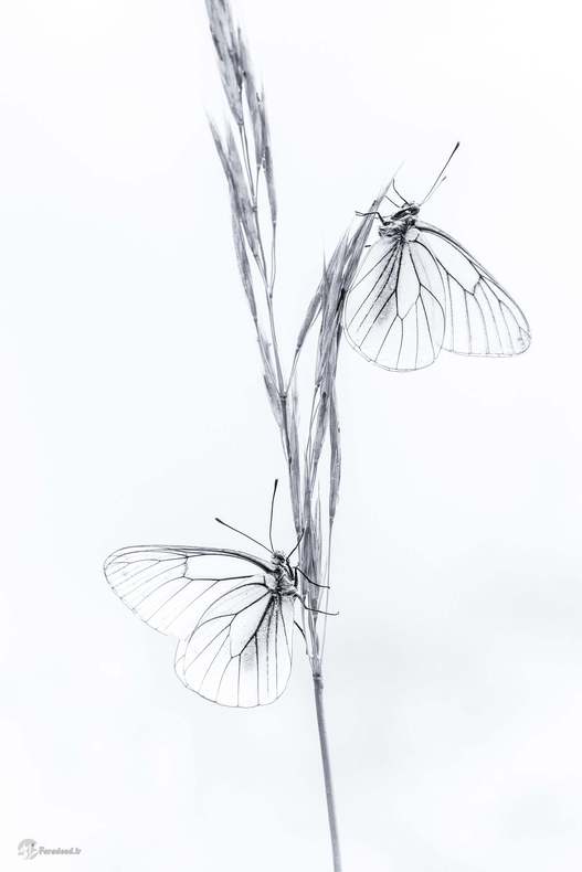 جودیت برومانس، پروانه سفید، بلژیک 