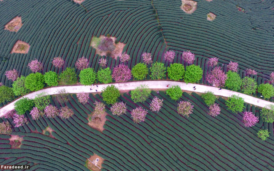 پیادهروی زیر شکوفههای درخت گیلاس اطراف مزارع چای در فوجیان چین