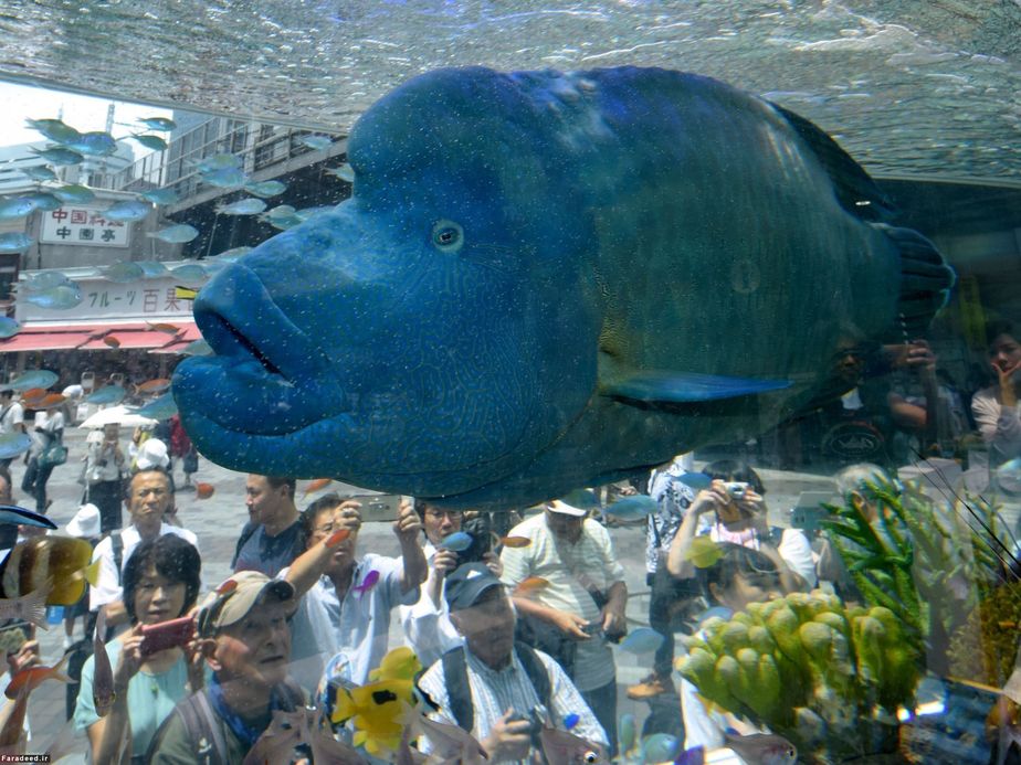 آکواریوم در نمایشگاه سونی 2017 در توکیو