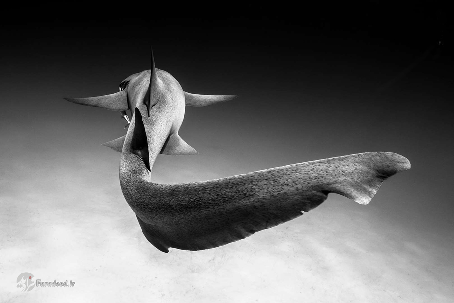 کوسه پرستار در آبهای سواحل