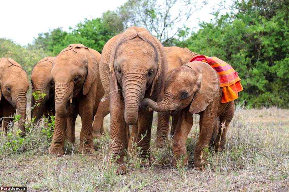 بچه فیلی که توسط گردشگران نجات یافته؛ نایروبی