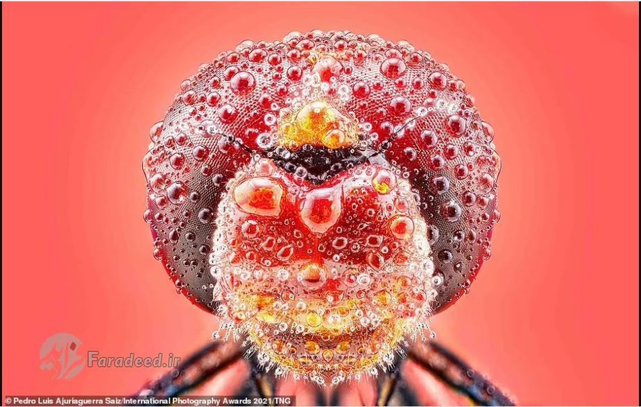 مجموعه تصاویر کلوزآپ از حشرات عکاس: Pedro Luis Ajuriaguerra 